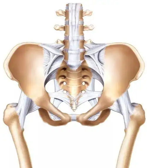 关于腰痛至关重要的部位骨盆不可忽视