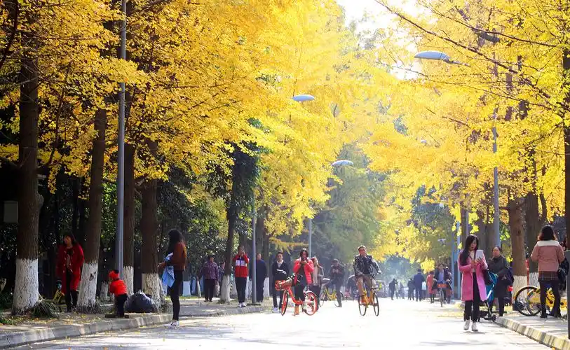 这个季节,除了冰冷的寒风和潮湿的空气,居然还有如此醉美的银杏风景