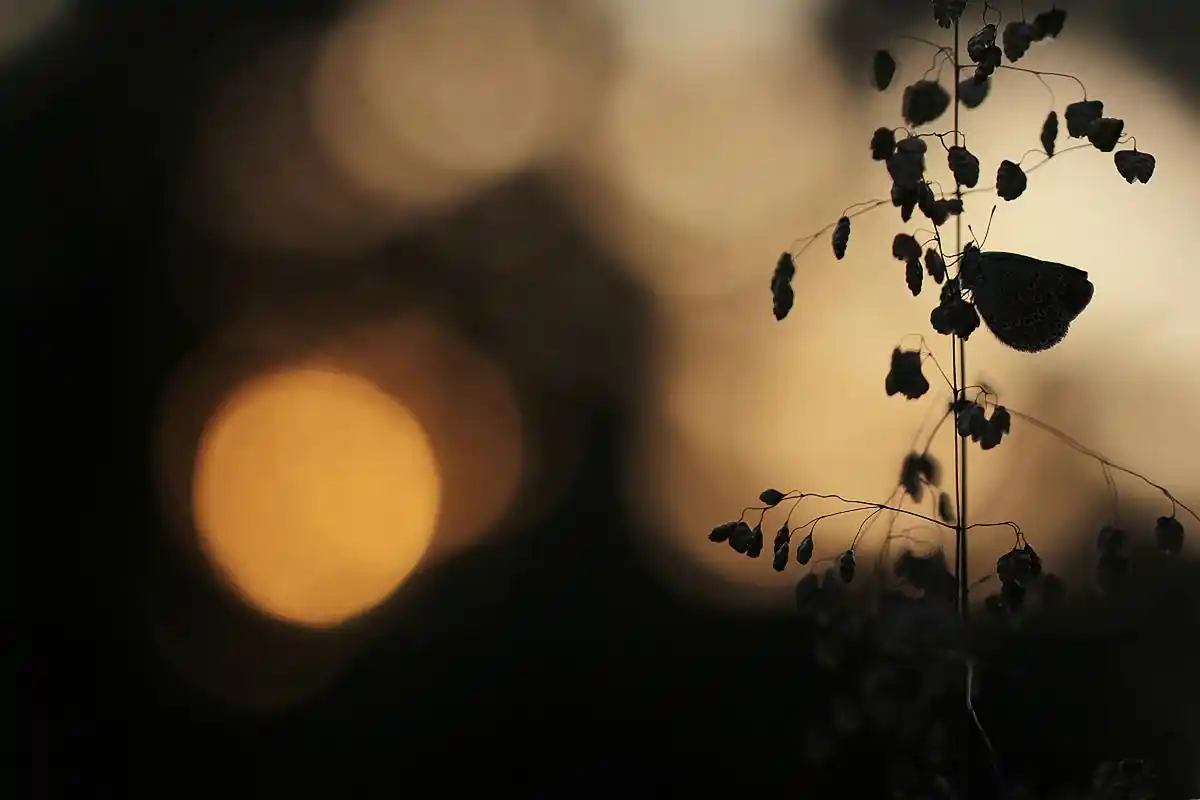 怀恋,是一种不断回忆过去美好时光的情感.