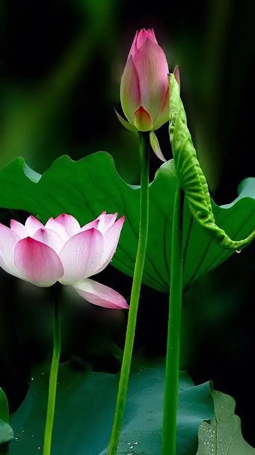 接天莲叶无穷碧