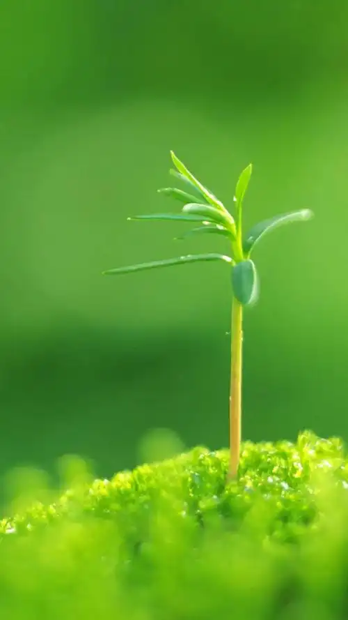 绿色养眼高清手机图片