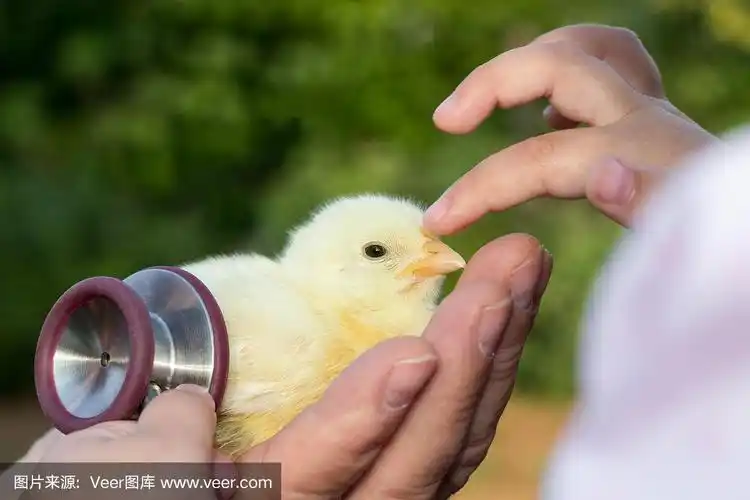 小女孩在检查小鸡的健康状况