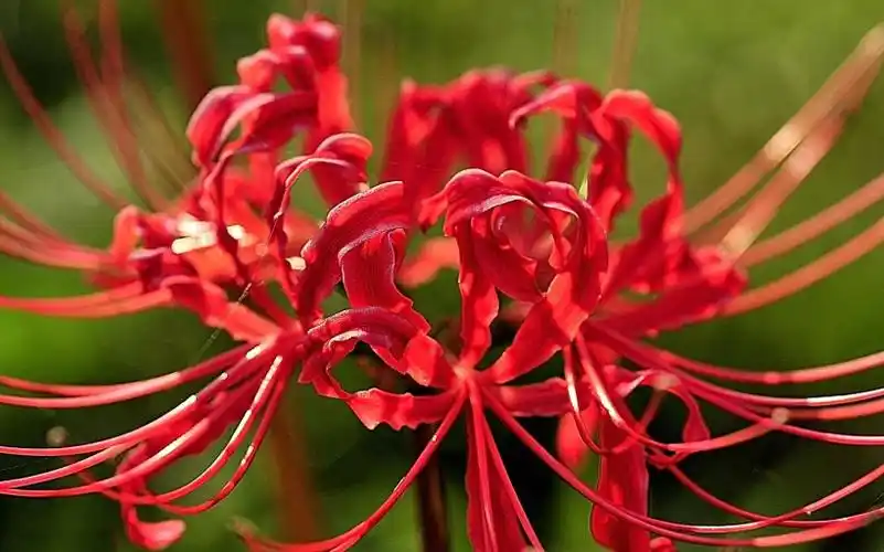 曼珠沙华彼岸花桌面壁纸第14张