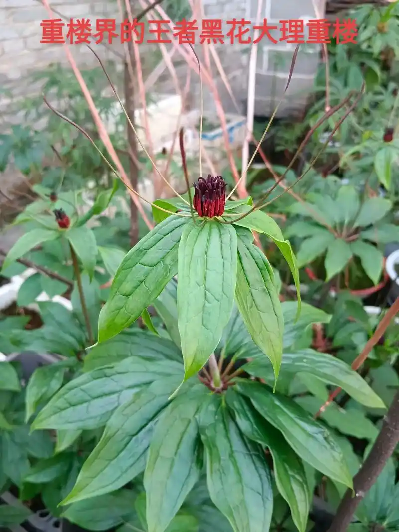 大理重楼,延岭草科重楼属,皂苷含量居世界首位,云南白药宫血宁 - 抖音