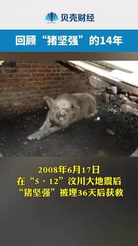 回顾猪坚强的一生