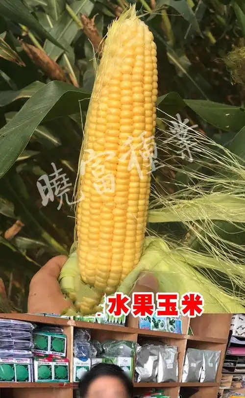 珍甜六号超甜水果玉米种子甜鲜食甜脆高产矮杆型抗病含糖量珍甜六号