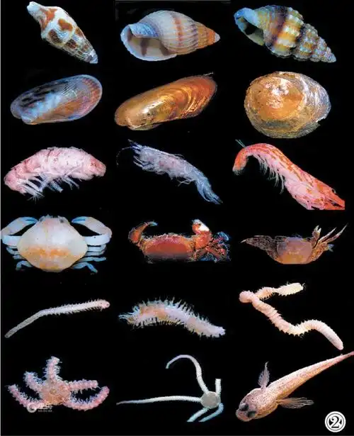 对叶绿素a和初级生产力以及海洋微生物,浮游生物,底栖动