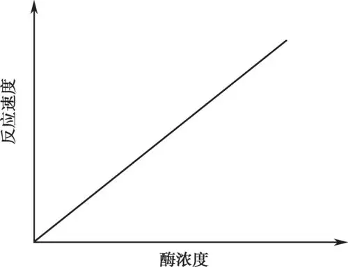 图4-8 酶浓度对酶促反应速度的影响