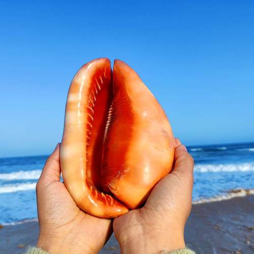 万宝螺贝壳四大名螺之一名贵海螺特大号海螺精品海螺天然海边贝壳