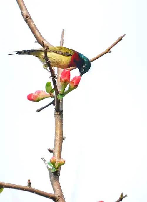 终于拍到心中想要的花鸟图了