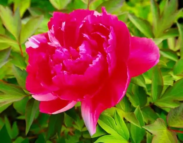玫瑰红的牡丹花真好看
