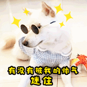 讨女朋友开心的表情包gif只做你一个人的舔狗认定你了