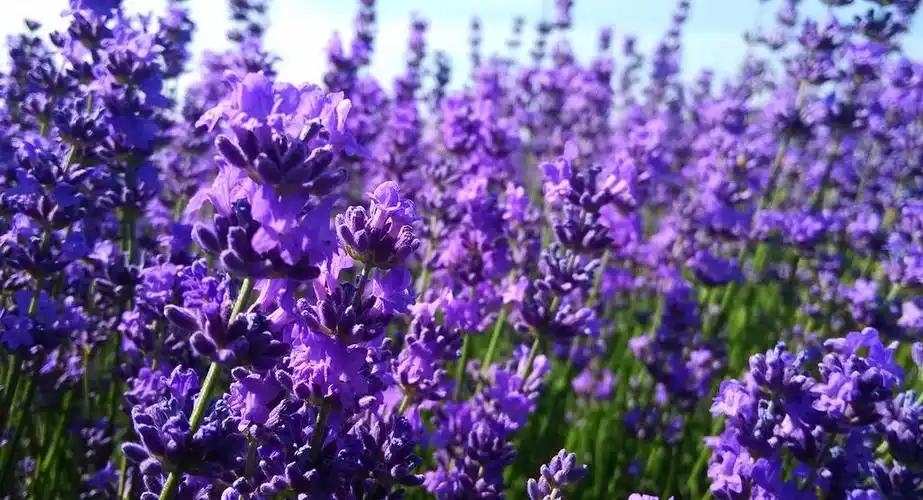 薰衣草意境花海,图片大全,高清,图库-回车桌面