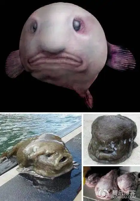 世界上最丑陋的动物大图欣赏