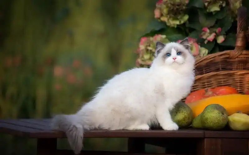 首页 桌面壁纸 布偶猫可爱呆萌高清电脑壁纸上一张下一张查看原图