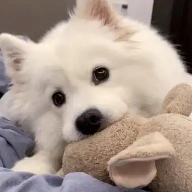 萨摩耶头像高清超萌可爱的萨摩耶微信头像图片