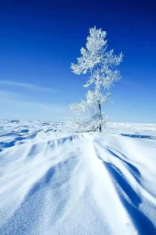 朗诵:雪中情思_雪花_白雪_张少华