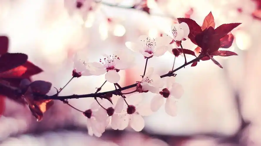 春天树头上的花朵小清新桌面壁纸