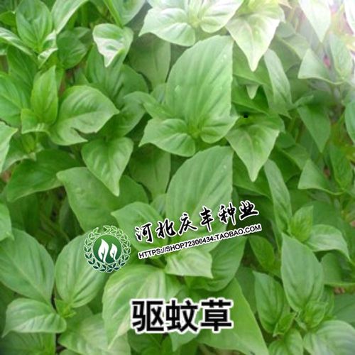 室内绿植盆栽神奇驱蚊香草驱蚊草苗种子蚊净香草夏天不再怕蚊子咬