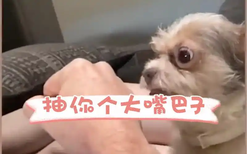 抽你个大嘴巴子