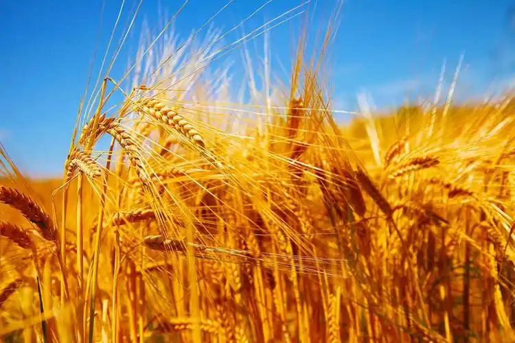 秋天的稻田 秋天是稻田一年中最美的季节,金黄的稻谷熠熠生辉,沐浴在