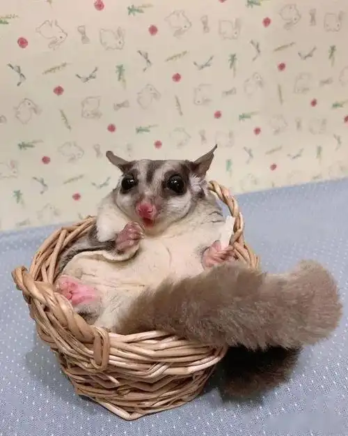 辟谣:蜜袋鼯出现弃养现象是因为铲屎官打扰?事情远没有这么简单