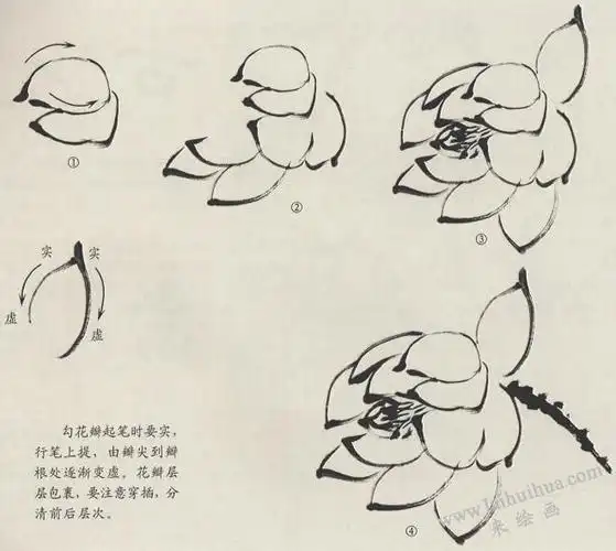 荷花花朵的画法步骤
