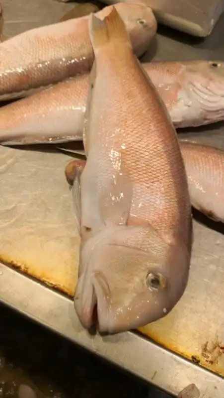 桂林《鲜味达》高铁快运的速度让您品尝到当天捕捞的鲜活海产品