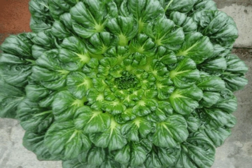 今天来为大家介绍三种不怎么常见的蔬菜.