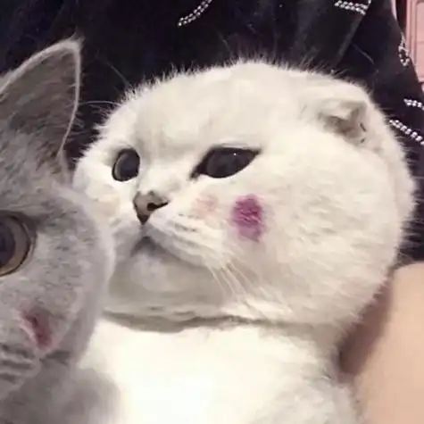 可爱情侣头像猫咪