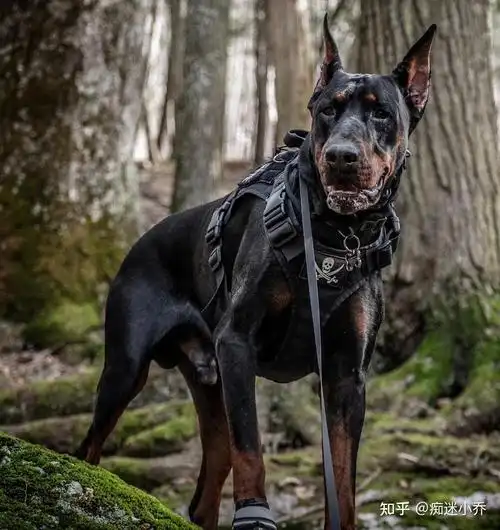 这7种狗是罪恶克星你们有意见吗