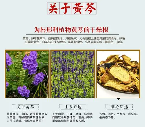 招商药材黄芩