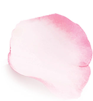 一瓣粉色桃花花瓣