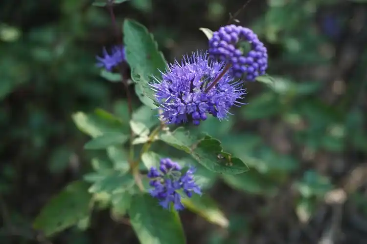野生植物-兰香草 - 摄影师小楼春雨 - 图虫