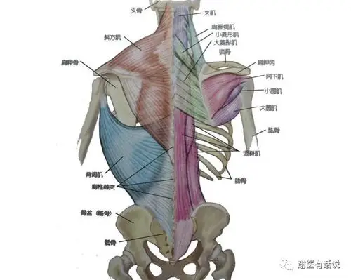 上背痛隐藏的主要元凶菱形肌