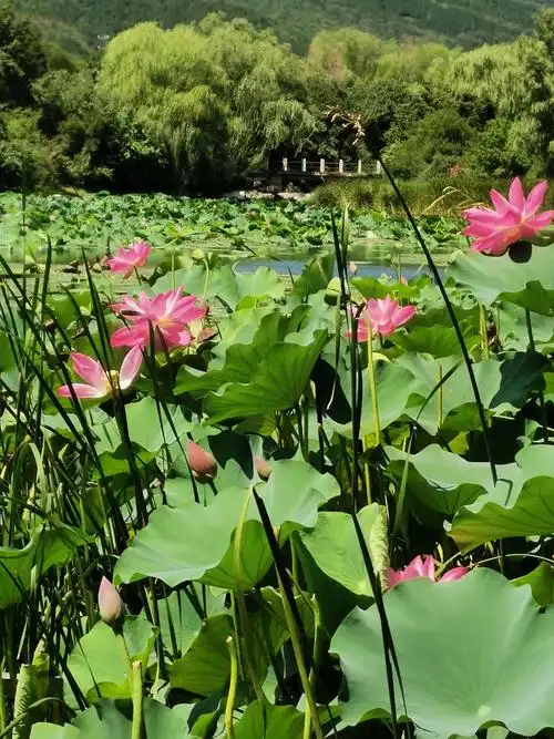 荷花与睡莲:伴随着人们度过炎热的夏天