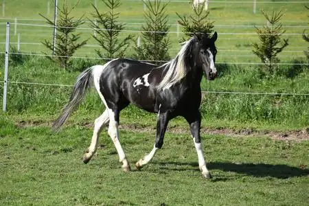 长颜草吃的与长长鬃毛惊人的漆马种马照片