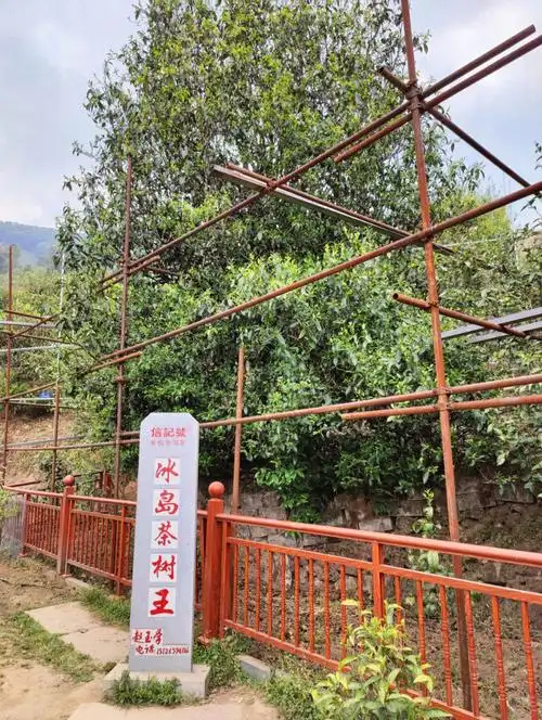 冰岛老寨的冰岛