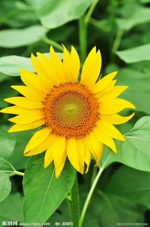 向日葵图片