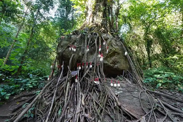 原始森林里的包石树,适者生存,顽强的生命终会令人尊重