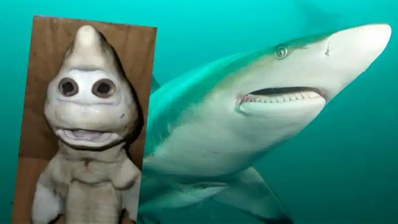 鲨鱼宝宝面部似人脸!印尼渔夫从母鲨体内剖出"变异"幼鲨