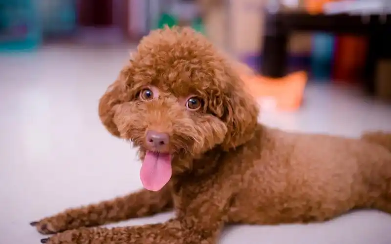 可爱呆萌萌宠泰迪犬高清图片桌面壁纸高清大图预览1920x1080_动物壁纸