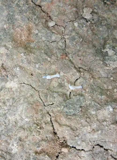 白色 软体 的 是什么虫