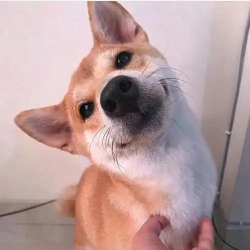 (07,,619361,,`)有没有超可爱的动物头像/图片? - 知乎