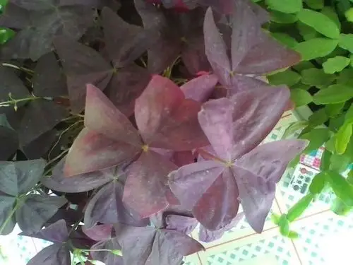 紫色的三角形花瓣,这是什么花