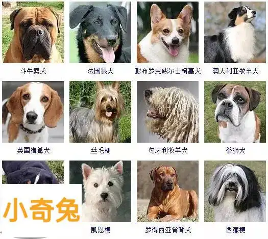 狗狗品种大全及图片「狗狗品种大全及图片狗 小型」