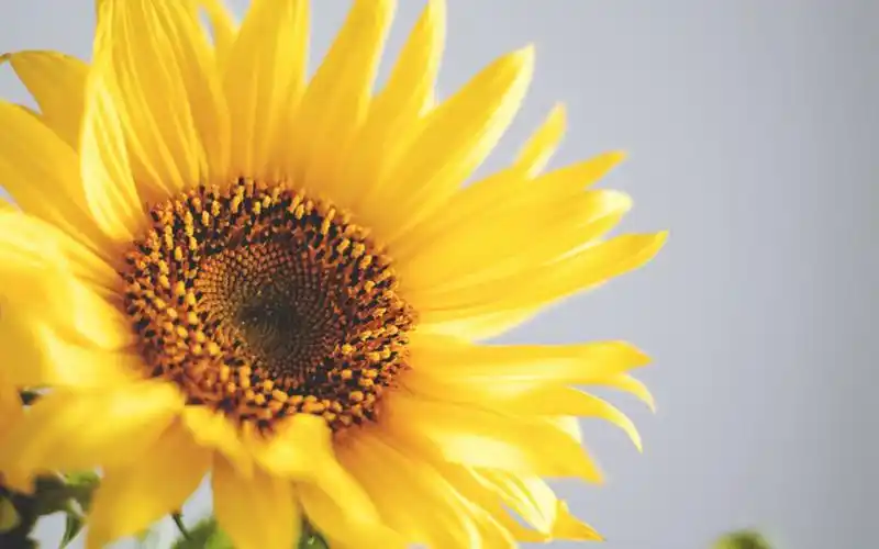 唯美向日葵高清图片电脑壁纸