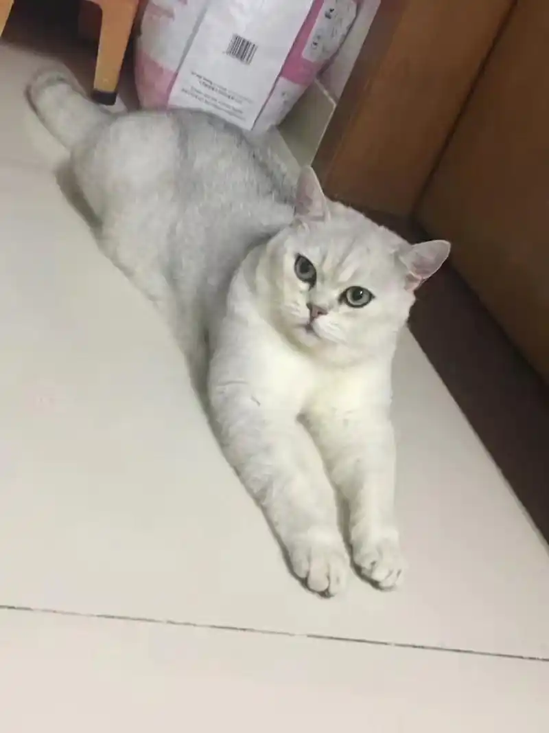 我想买只英短银渐层小公,请问大神们这只小猫可以吗?大猫是父母,这