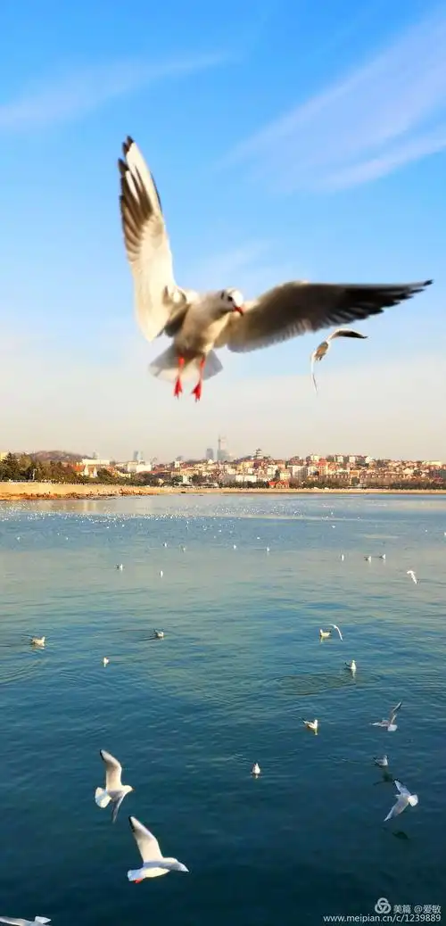 美丽青岛红瓦绿树碧海蓝天,栈桥上翩翩起舞的海鸥这来自西伯利亚的