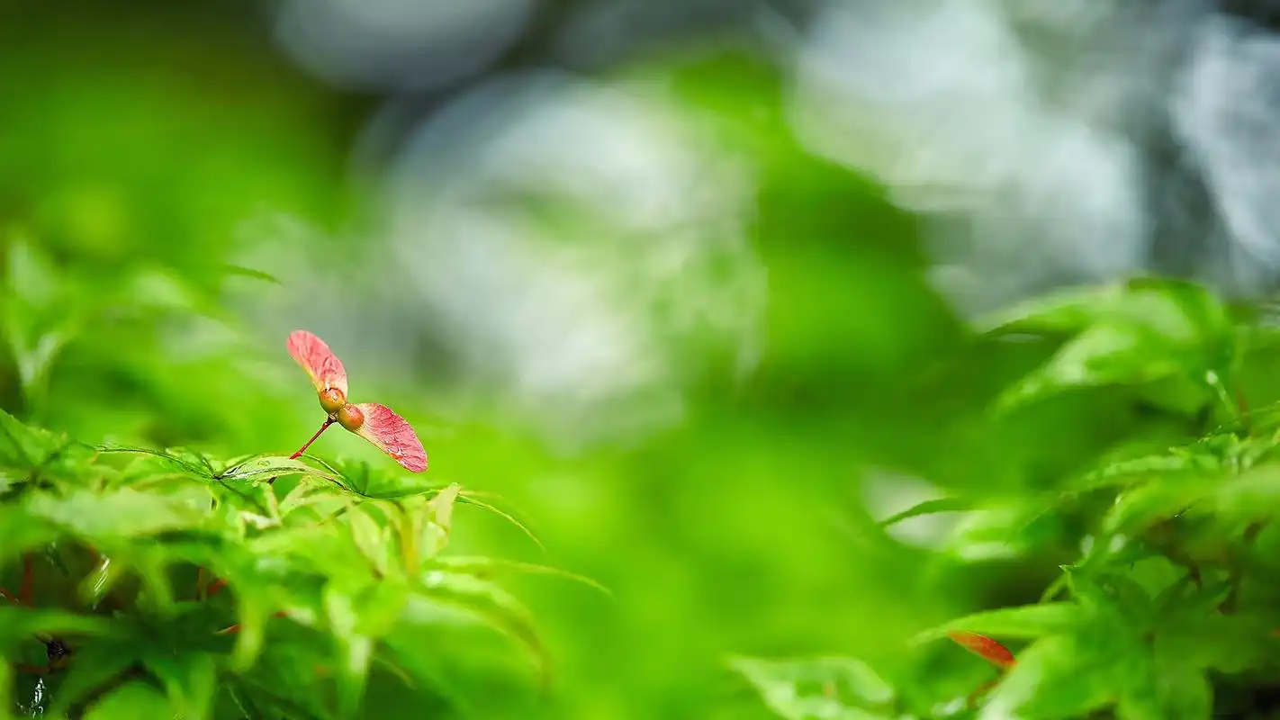 绿色植物微距摄影高清图片桌面壁纸
